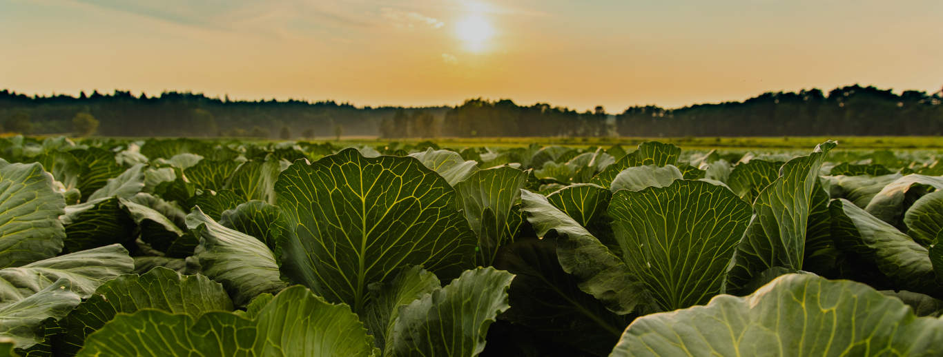 https://www.dev.summitagro-usa.com/wp-content/uploads/2019/09/Harvanta-cabbage-desktop.jpg